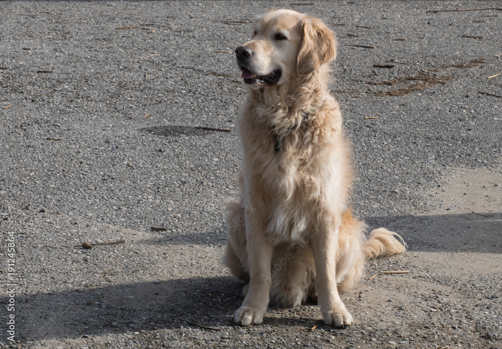 wartender Golden Retriver