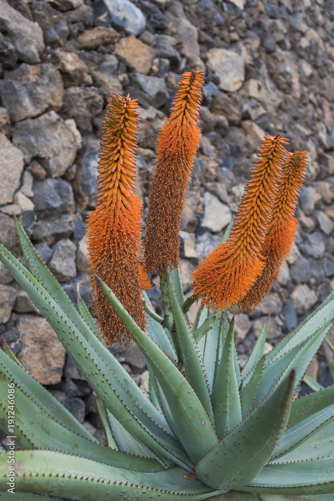 Cactus garden in Guatiza village, Lanzarote, Canary Islands, Spain Cactus garden in Guatiza village, Lanzarote, Canary Islands, Spain