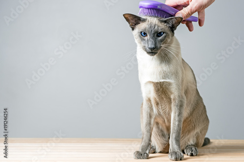 Quadro em tela cat combing hair