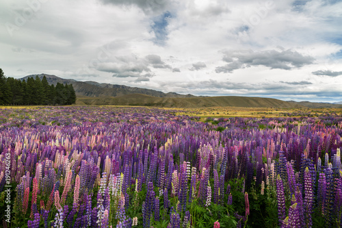 A view to New Zealand mountains with field of wild lupines on foreground