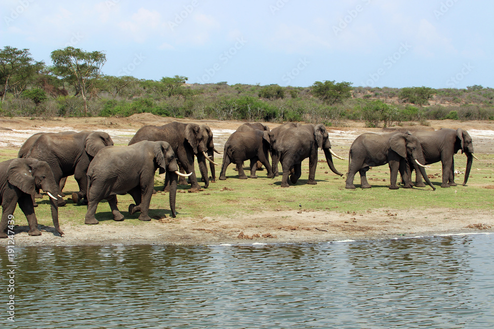 Fototapeta premium Wilde Elefanten Herde in Uganda Afrika