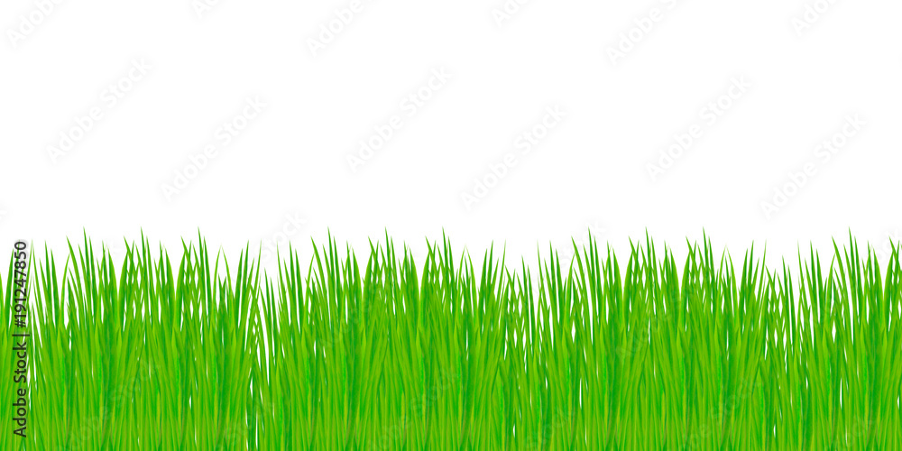 Grass isolated on white background. Grass isolated on white background.