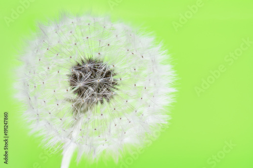 Fototapeta Naklejka Na Ścianę i Meble -  Pusteblume auf grüner Wiese, Nahaufnahme