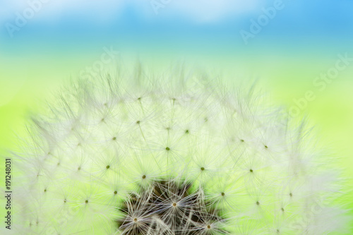 Fototapeta Naklejka Na Ścianę i Meble -  Pusteblume, Nahaufnahme