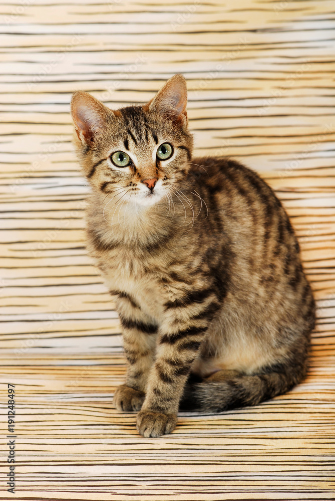Naklejka premium Junge getigerte Katze