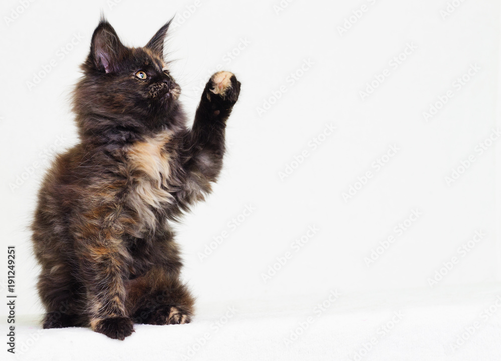 Fototapeta premium tri-color kitten of maine coon on white background