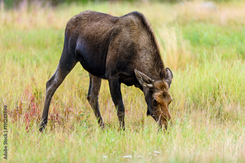 Fototapeta premium Moose (Alces alces) in Yukon Territory, Canada