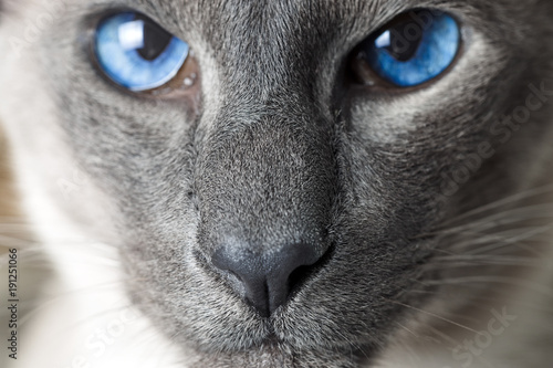 Foto Cat boy with blue Eyes Close Up. Breed of cat Siamese oriental