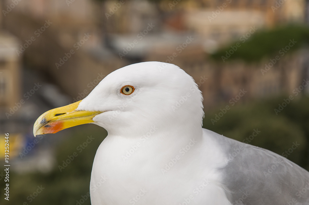 close-up of a seagull posing without fear. Italy close-up of a seagull posing without fear. Italy