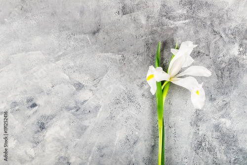 Fototapeta Naklejka Na Ścianę i Meble -  Bouquet of Beautiful Iris Flowers