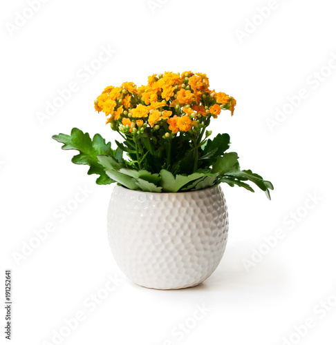 Fototapeta Naklejka Na Ścianę i Meble -  Flaming  Katy plant in pot isolated on white background