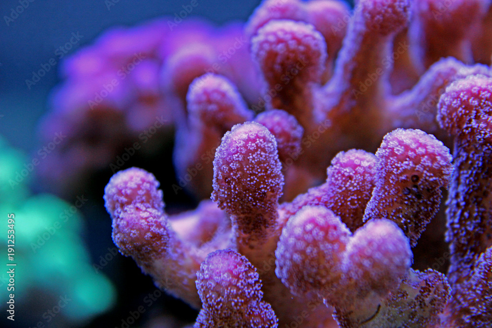 Fototapeta premium Różowy Stylophora sps koral