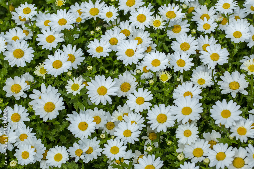 Daisy flower in natural environment Daisy flower in natural environment