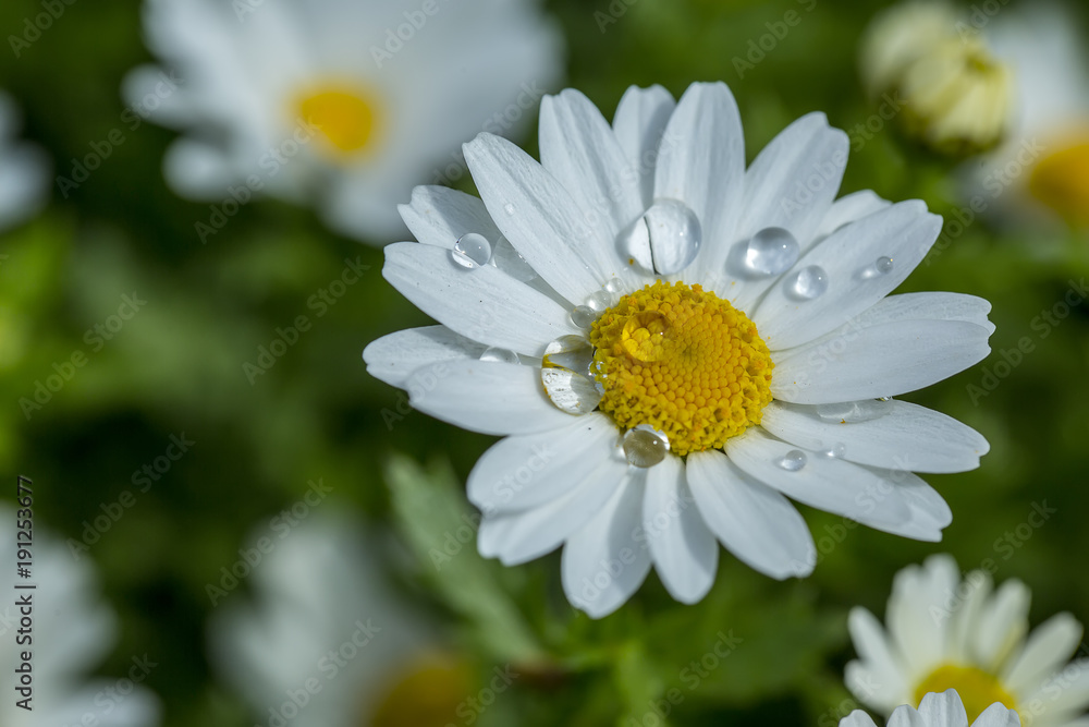 Obraz premium Daisy flower in natural environment
