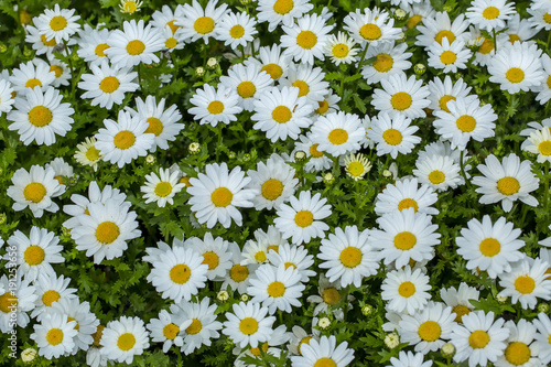 Daisy flower in natural environment