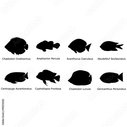 Set of eight isolated tropical fish black silhouettes with their Latin names - Eps10 vector graphics and illustration