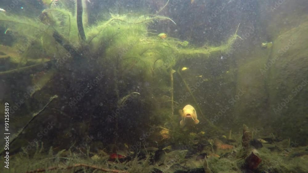 A large white carp in the midle of the image comes in the direction of the camera in an Artificial carp pond. Underwater image of fishes that swims around. A large white carp in the midle of the image comes in the direction of the camera in an Artificial carp pond. Underwater image of fishes that swims around.