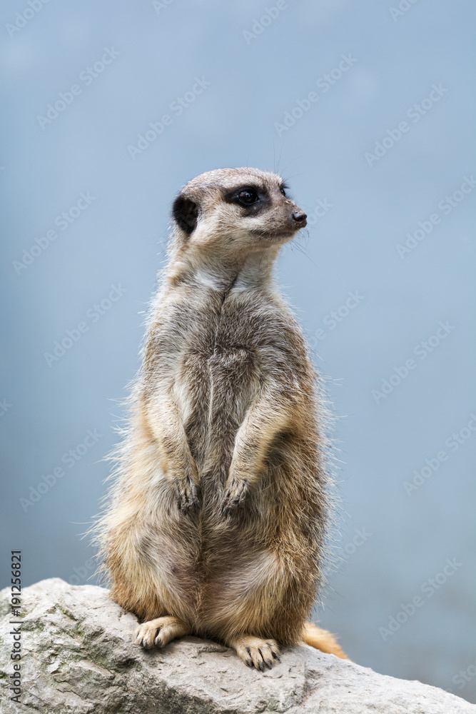 Fototapeta premium Meerkat also known as suricata