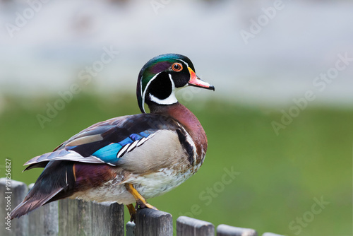 Wild duck on a wooden fence