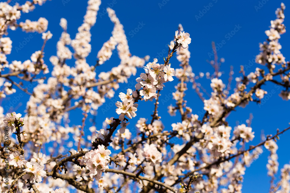 Spring, flowering and nature concept - beautiful almond flowers Spring, flowering and nature concept - beautiful almond flowers