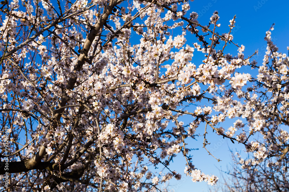 Spring, flowering and nature concept - beautiful almond flowers Spring, flowering and nature concept - beautiful almond flowers