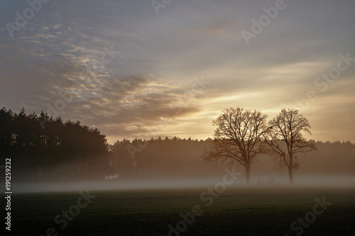 Foggy meadow, trees and forest in the evening in Poland.