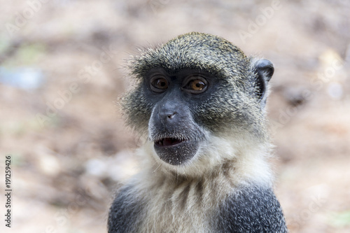 Monkey watching you © danielegay