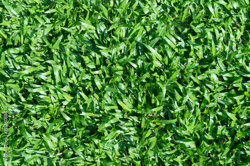 background of a green grass texture