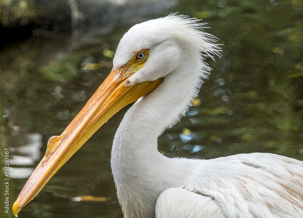 reat white pelican,Pelecanus onocrotalus reat white pelican,Pelecanus onocrotalus