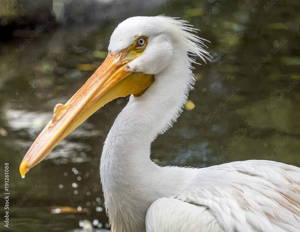 reat white pelican,Pelecanus onocrotalus reat white pelican,Pelecanus onocrotalus