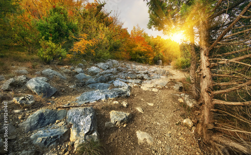 Autumn mountain trail with stones. Autumn forest with path in the mountains