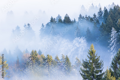 Wallpaper Mural Nadelwald in herbstlichen Farben versinkt im Nebelmeer Torontodigital.ca