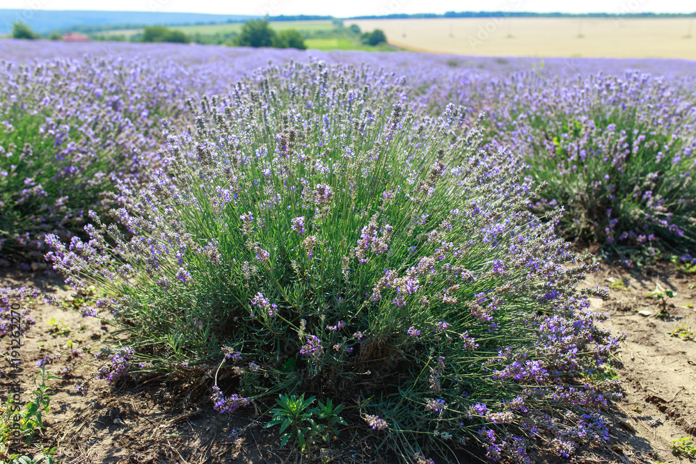 Fototapeta premium Large bright beautiful field with fresh lavender, lavender field