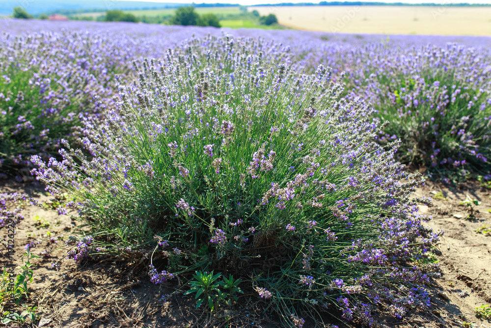 Fototapeta premium Large bright beautiful field with fresh lavender, lavender field