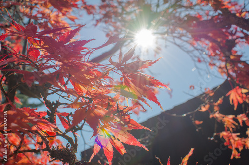 Herbstliche Blätter die von der Sonne beschienen werden