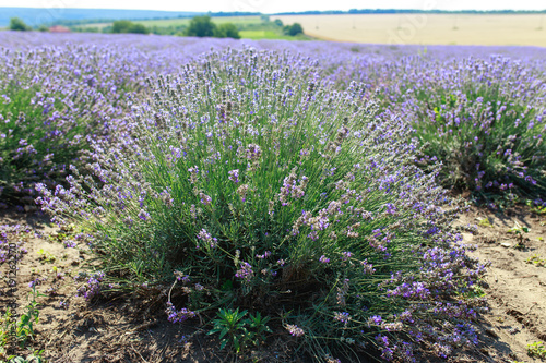 Large bright beautiful field with fresh lavender, lavender field