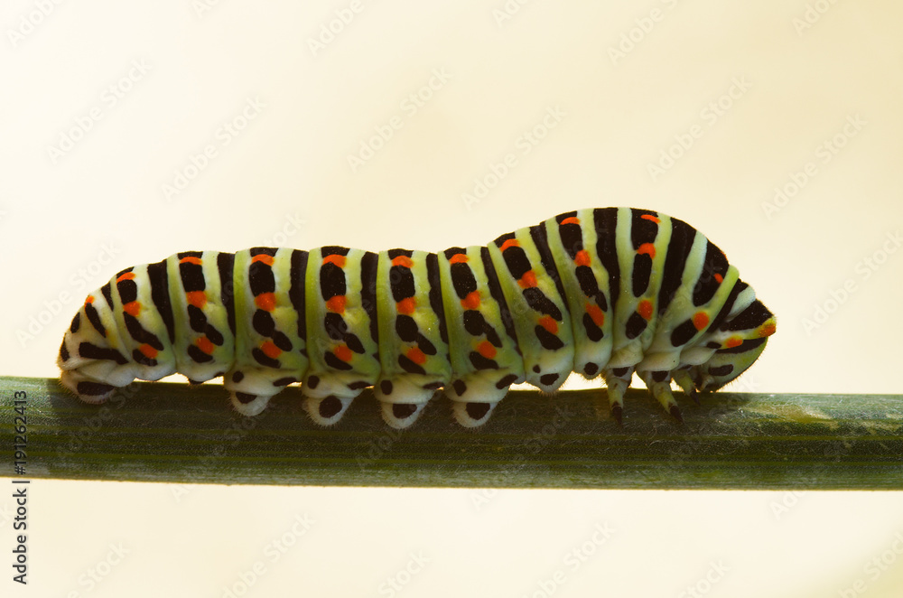 Swallowtail butterfly caterpillar on a stem - Papilio machaon Swallowtail butterfly caterpillar on a stem - Papilio machaon