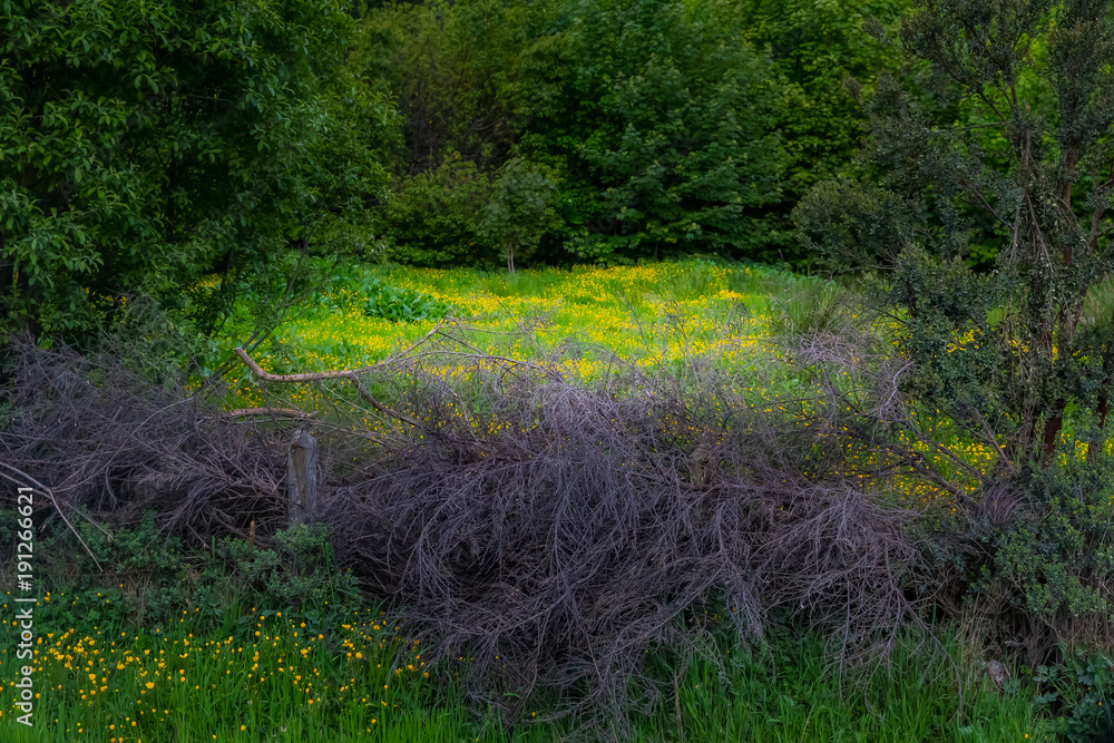 Obraz premium キンポウゲ