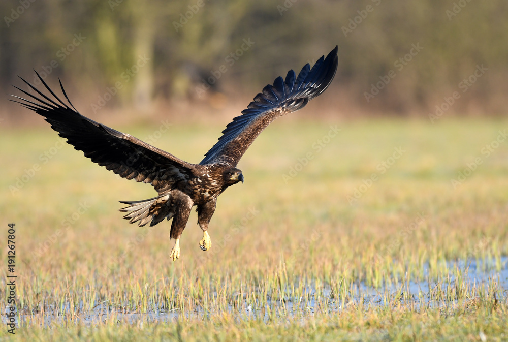 Obraz premium White tailed eagle (Haliaeetus albicilla)