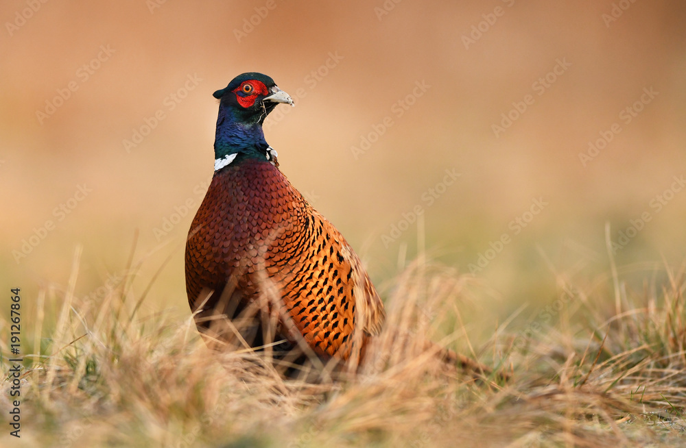 Fototapeta premium Ringneck Pheasant (Phasianus colchicus)
