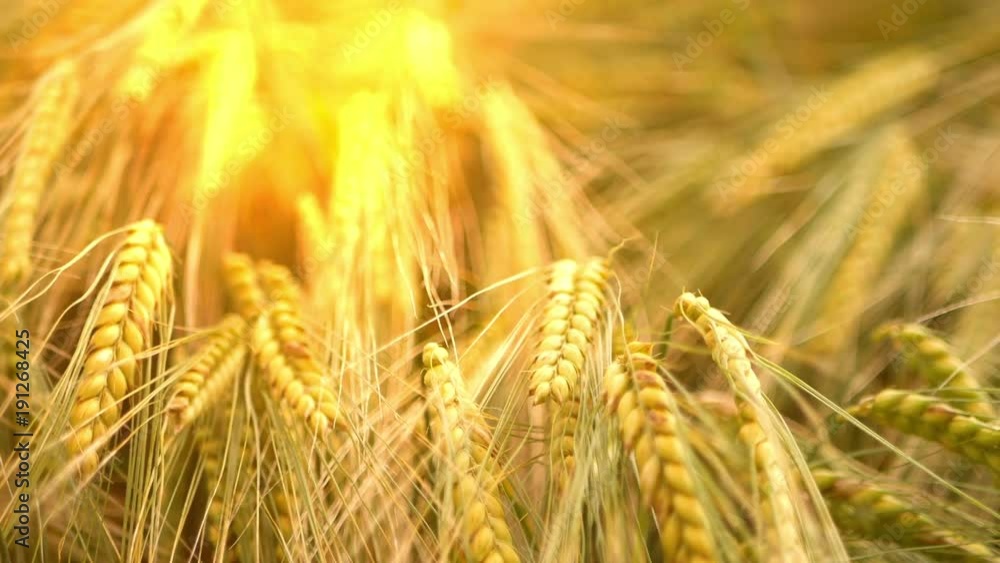 Wind moving a Barley field Wind moving a Barley field