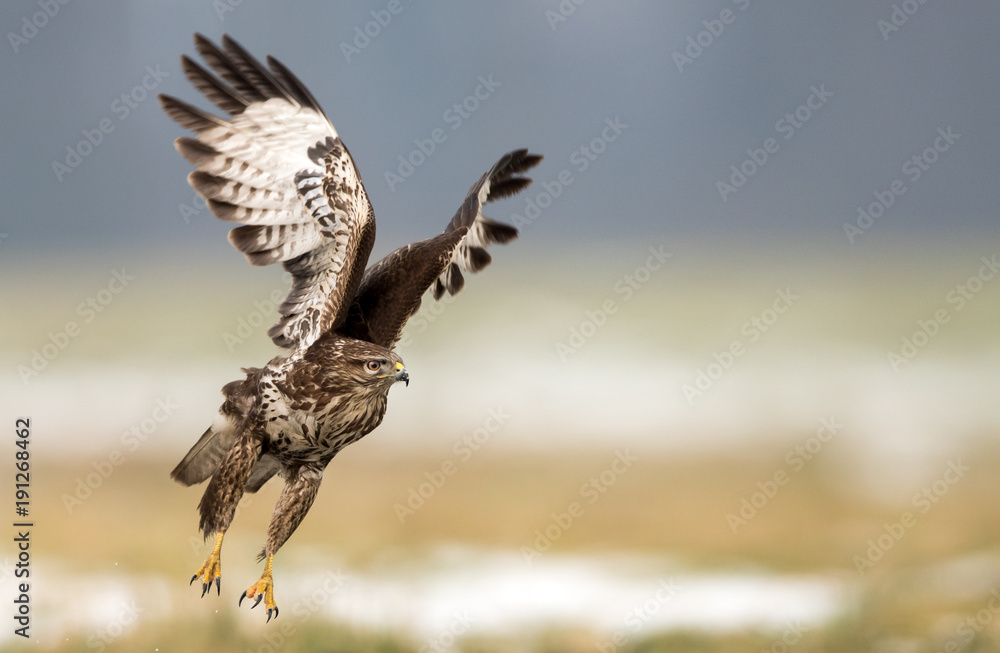 Fototapeta premium Common buzzard (Buteo buteo)
