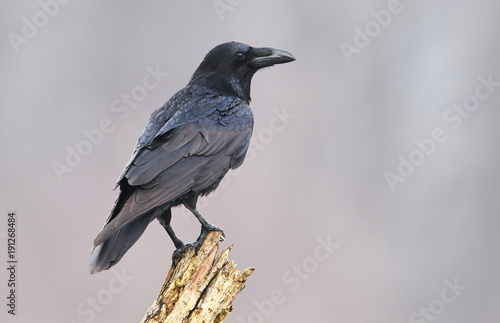 Raven (Corvus corax)