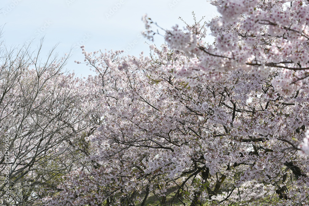 満開の桜 満開の桜