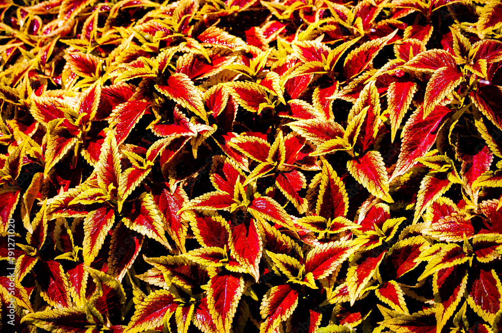 Red Yellow Leaves
