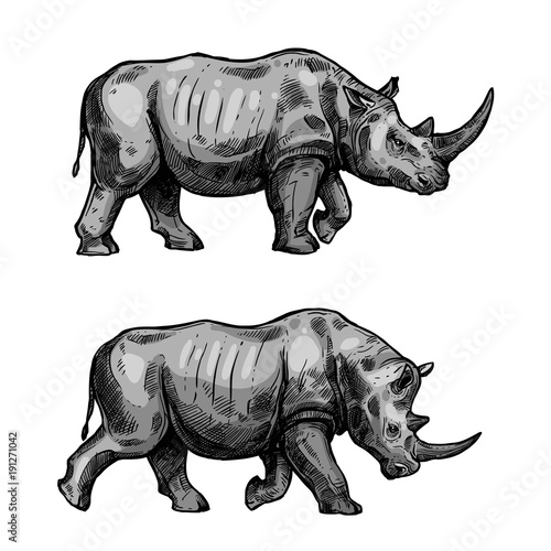 African rhino walking sketch of rhinoceros animal