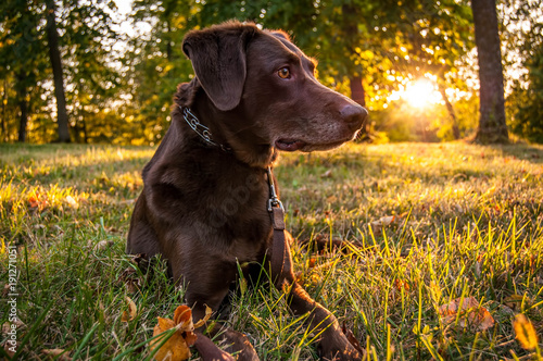 Konstfotografi Dog diring Golden Hour