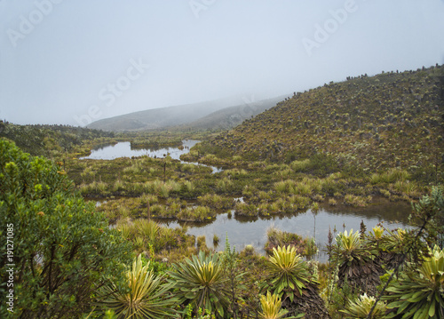 Páramo de Guacheneque, nacimiento del río Bogotá photo