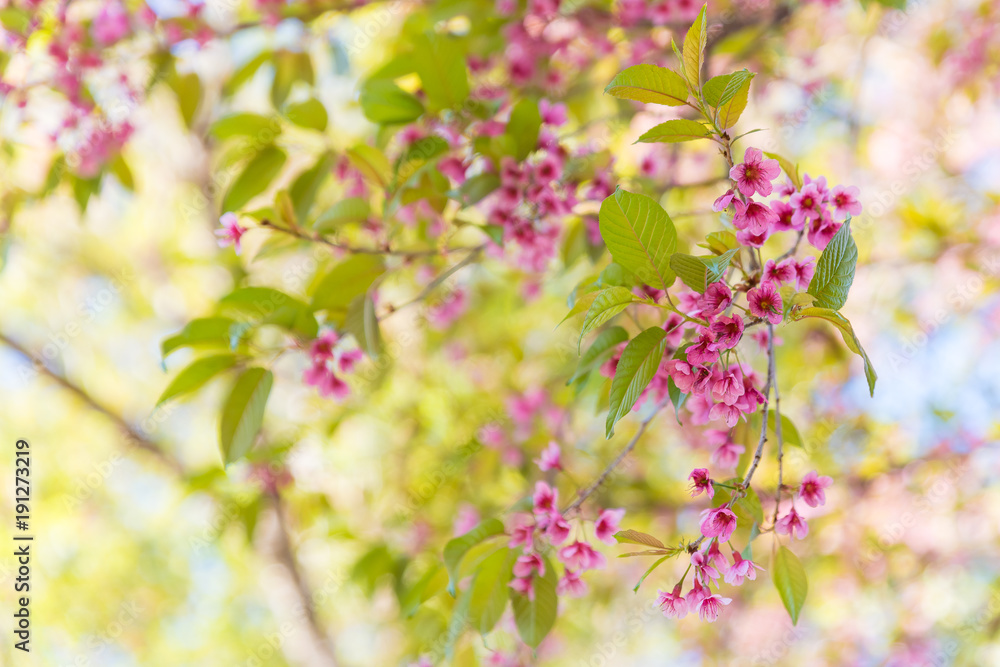Wild himalayan cherry flowers blossom in Chiang Mai, Thailand.