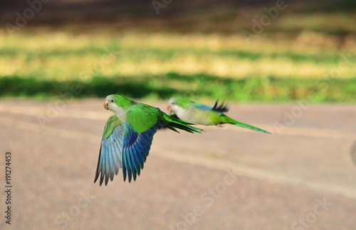 parakeet